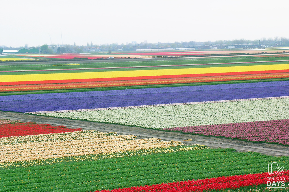 Tulip Fields