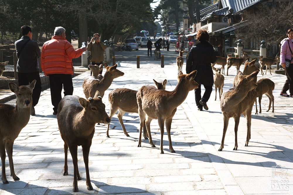 Nara Deers II